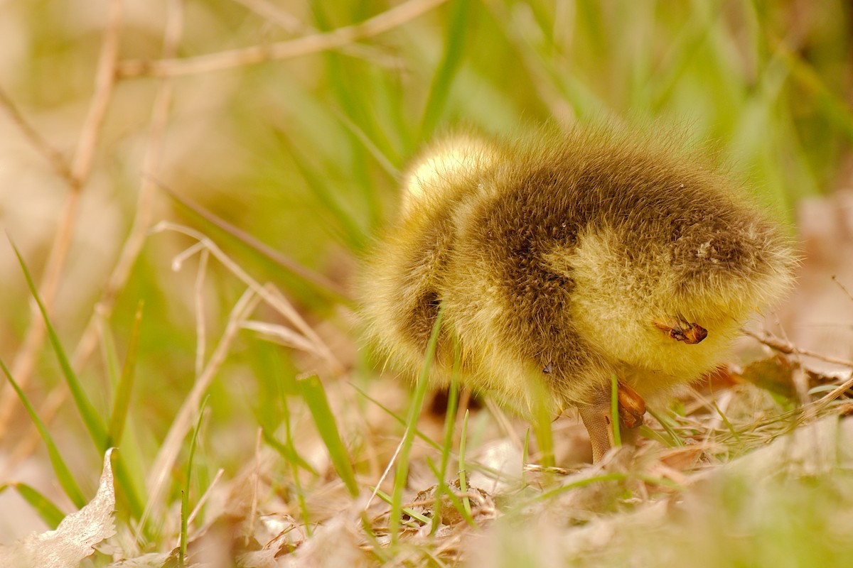 Canada Goose - ML444191091