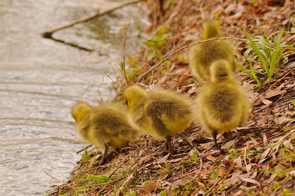 Canada Goose - ML444191121