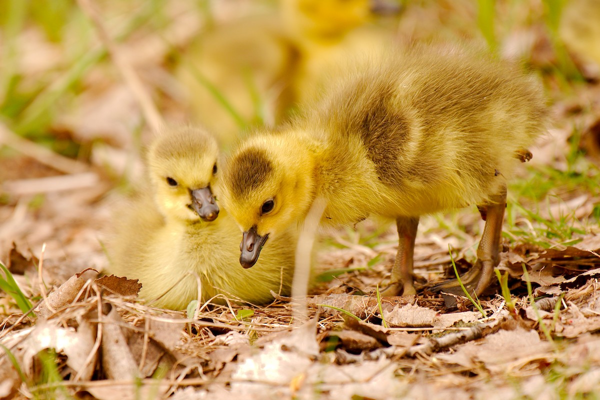 Canada Goose - ML444191151