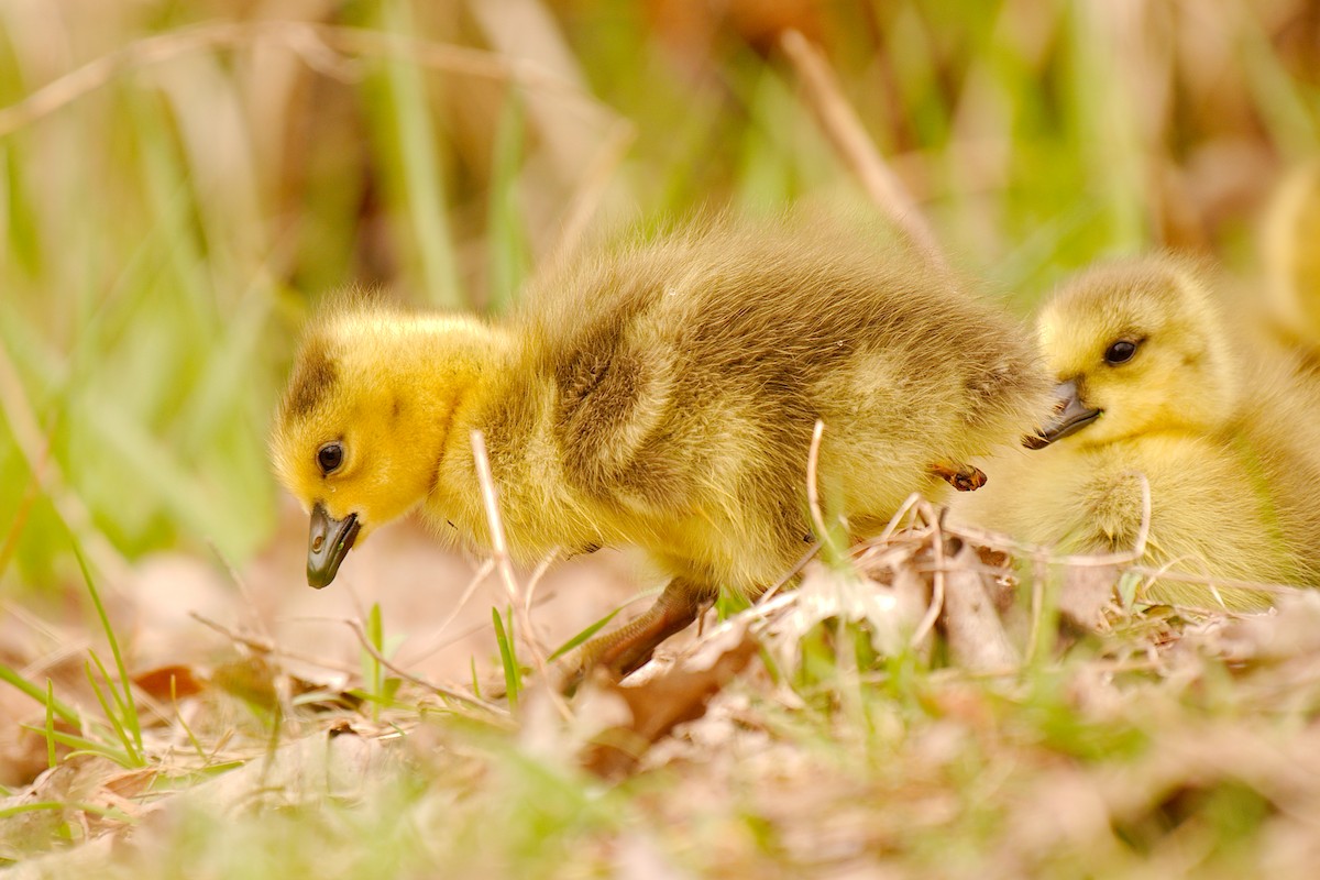 Canada Goose - ML444191161
