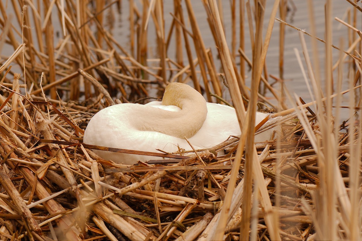 Mute Swan - ML444191231
