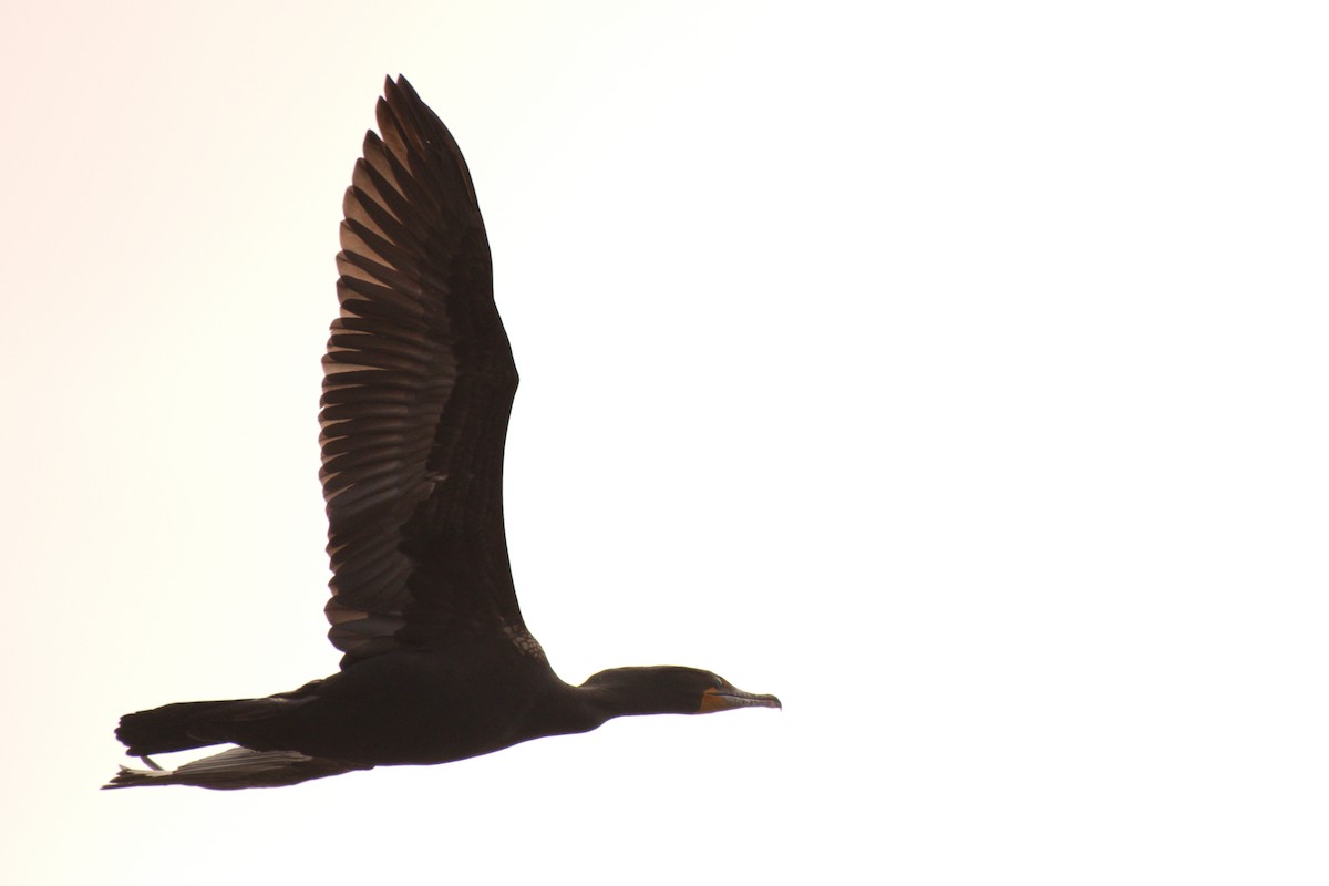Double-crested Cormorant - ML444191251