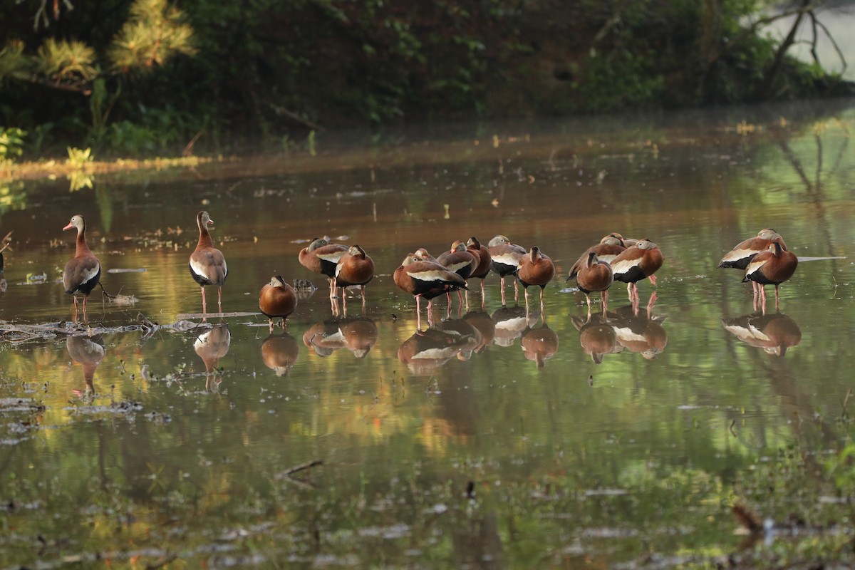 Black-bellied Whistling-Duck - ML444191471