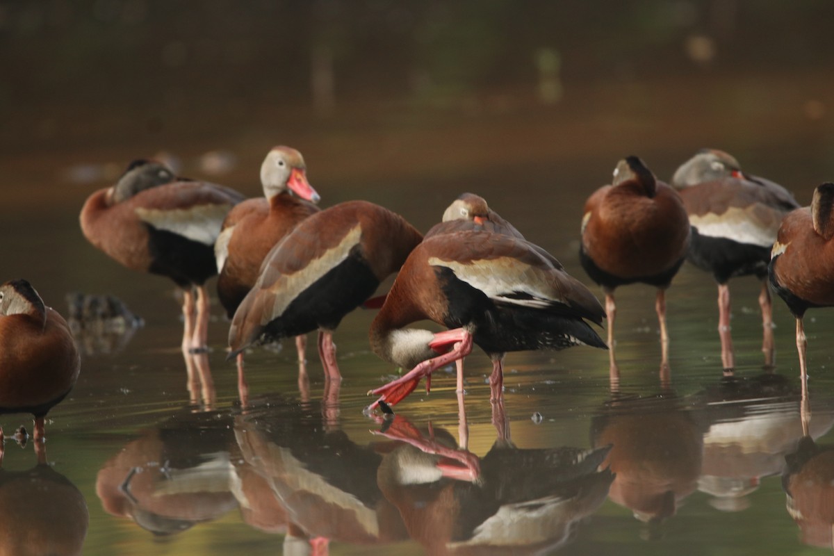 Black-bellied Whistling-Duck - ML444191481