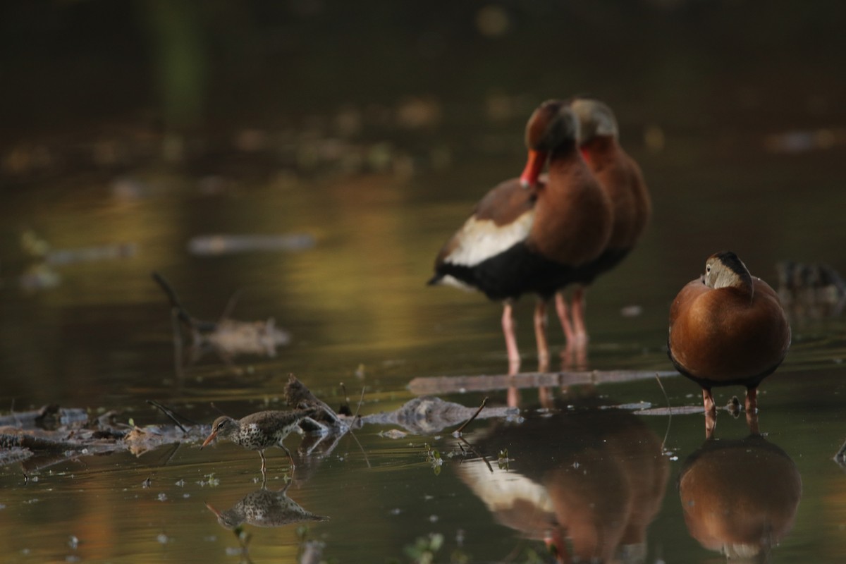 Spotted Sandpiper - ML444191511