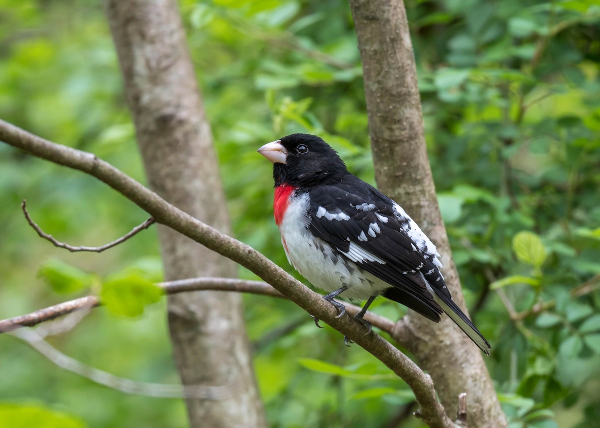 Rose-breasted Grosbeak - ML444193461