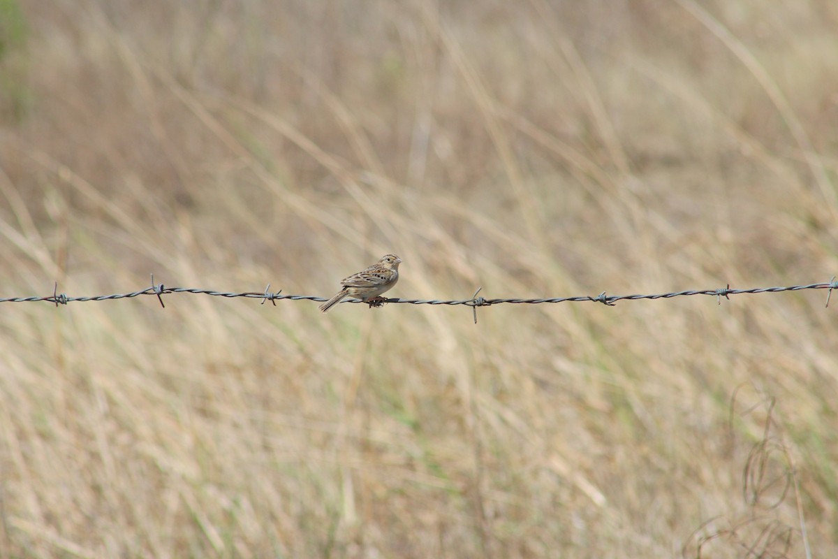 Grasshopper Sparrow - ML444194041