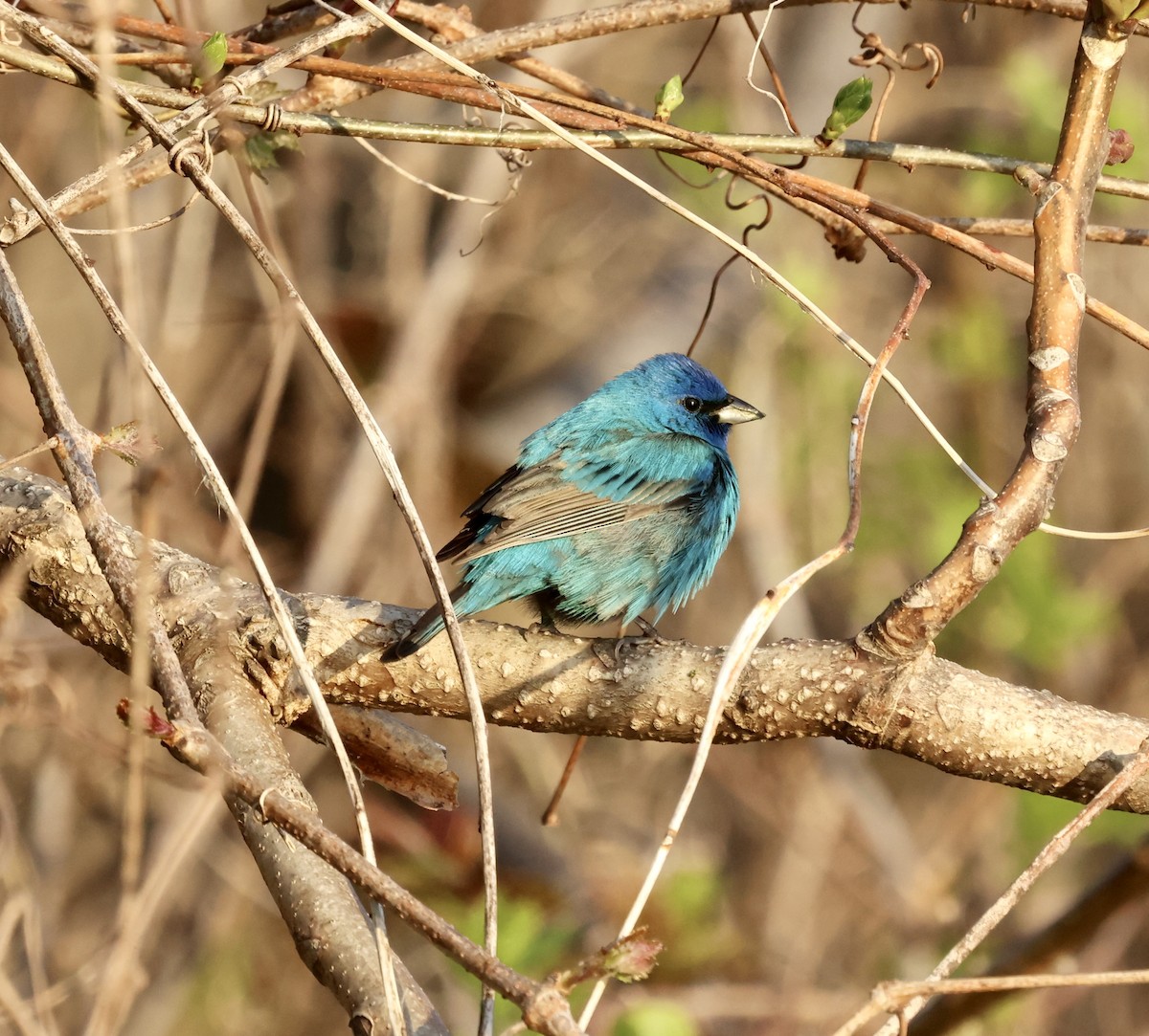 Indigo Bunting - Paul Clarke