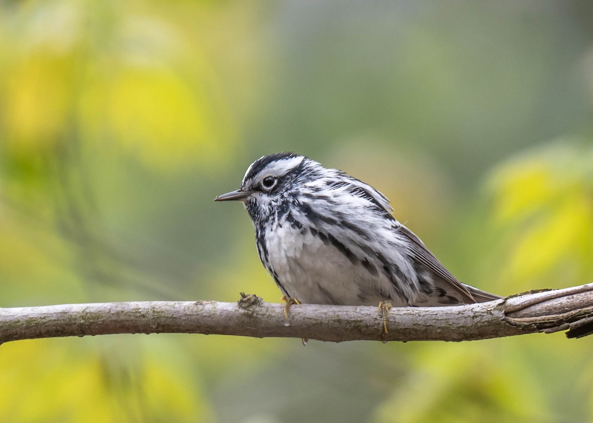 Black-and-white Warbler - ML444195201