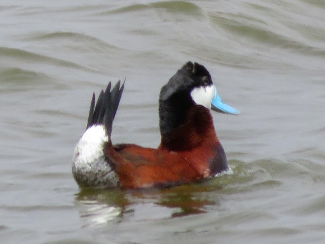 Ruddy Duck - ML444195351