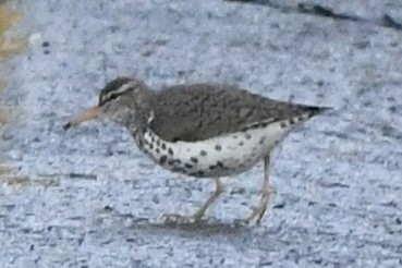 Spotted Sandpiper - ML444195691