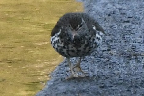 Spotted Sandpiper - ML444195711