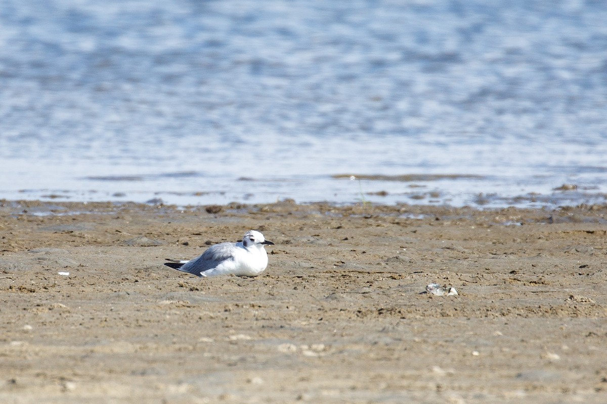 Bonaparte's Gull - ML444198031