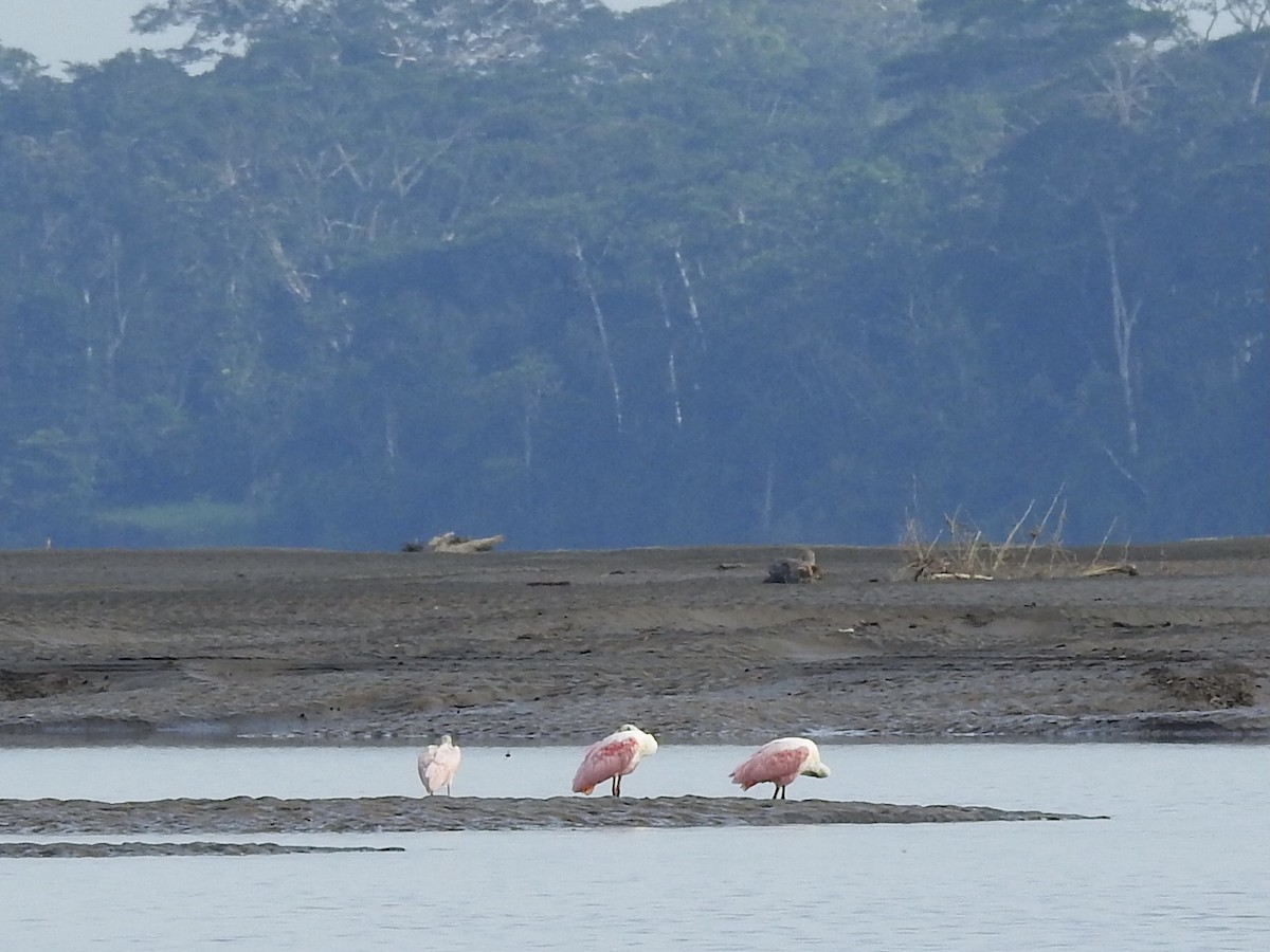 Roseate Spoonbill - ML444198051