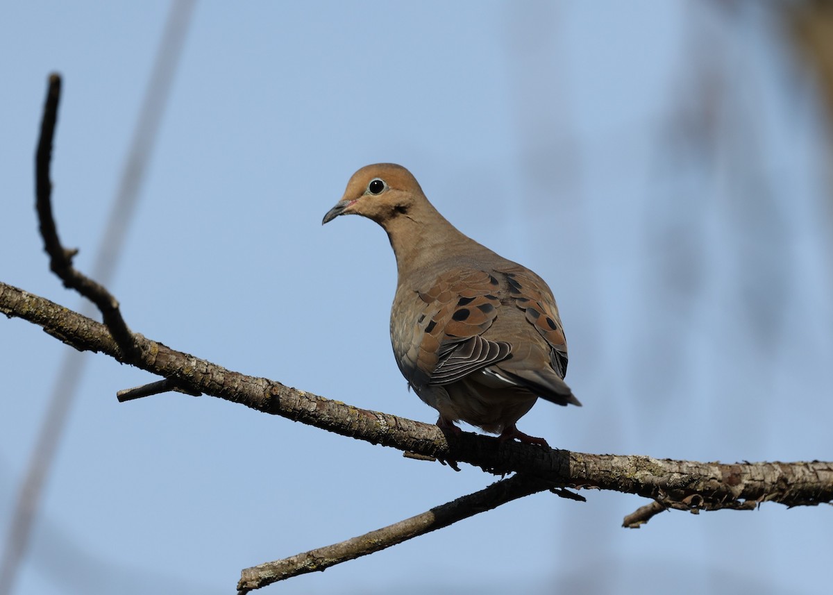 Mourning Dove - ML444198111