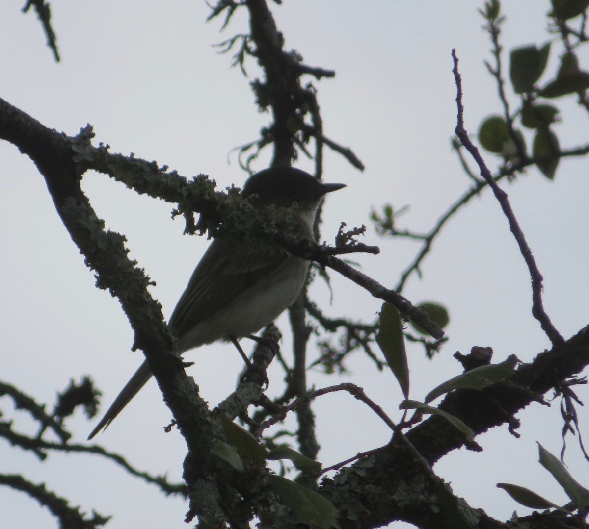 Eastern Phoebe - ML444198991