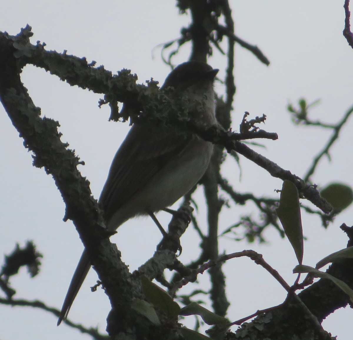 Eastern Phoebe - ML444199001