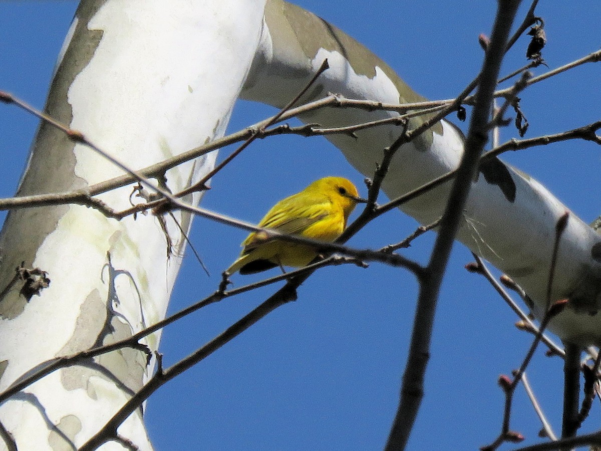 Yellow Warbler - ML444199321