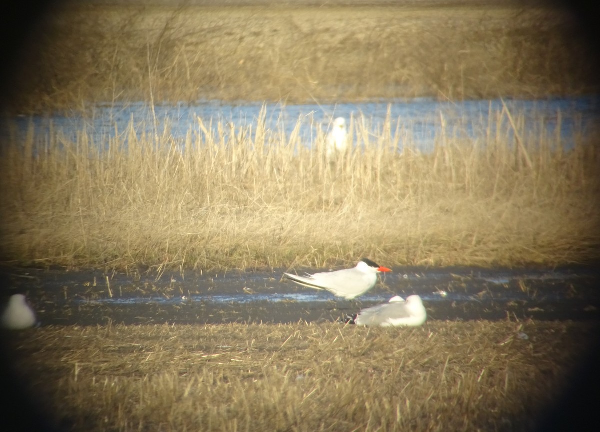 Caspian Tern - Paolo Matteucci