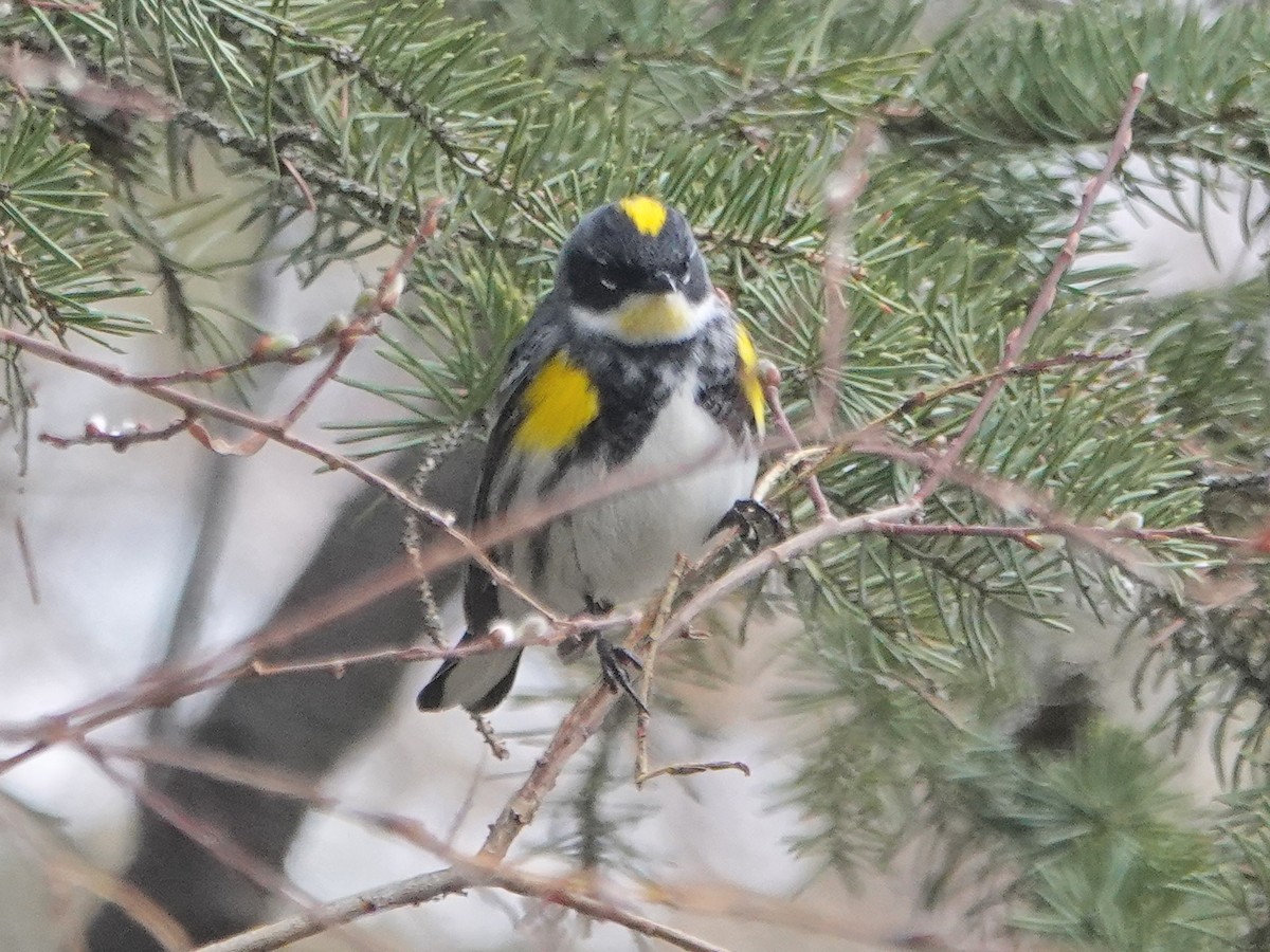 Пісняр-лісовик жовтогузий (підвид coronata x auduboni) - ML444204711