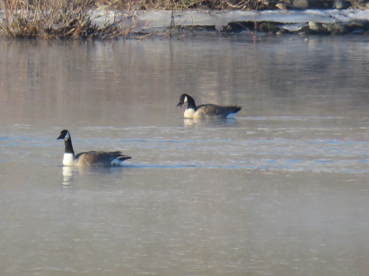 Canada Goose - Curtis Mahon