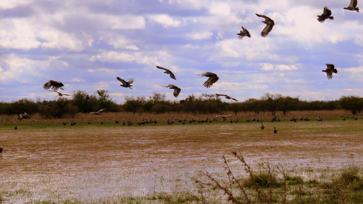 Southern Screamer - ML44420521