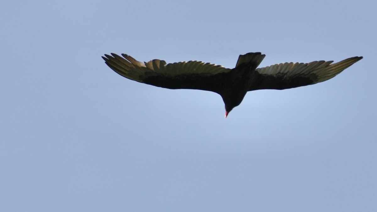 Turkey Vulture - ML444205331