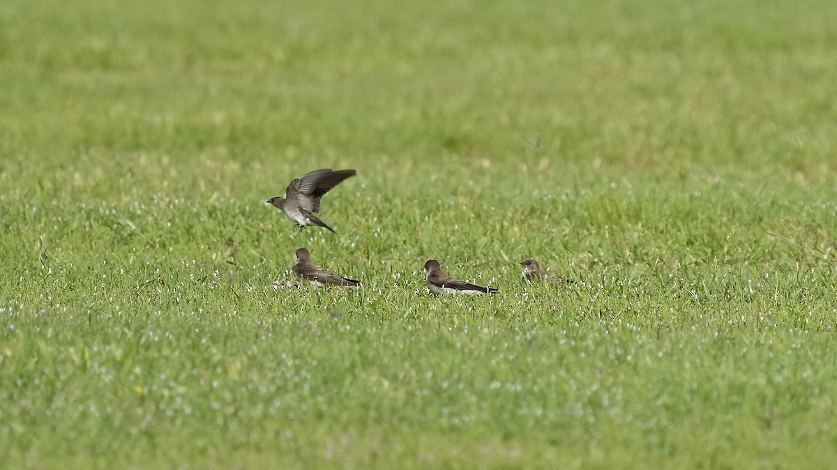 Northern Rough-winged Swallow - ML444205611