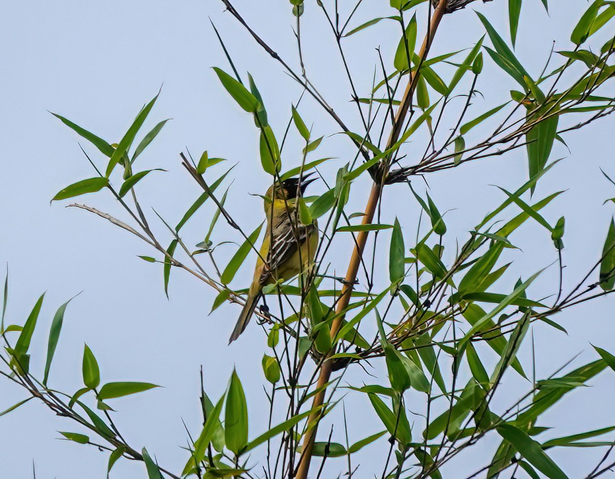Orchard Oriole - ML444205791