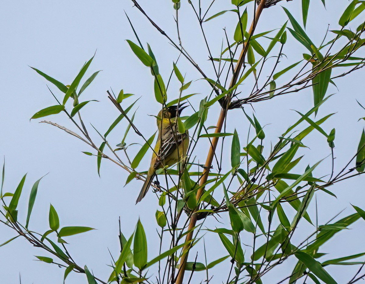 Oriole des vergers - ML444205791