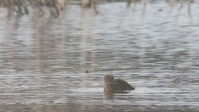 Long-billed Dowitcher - ML444205911