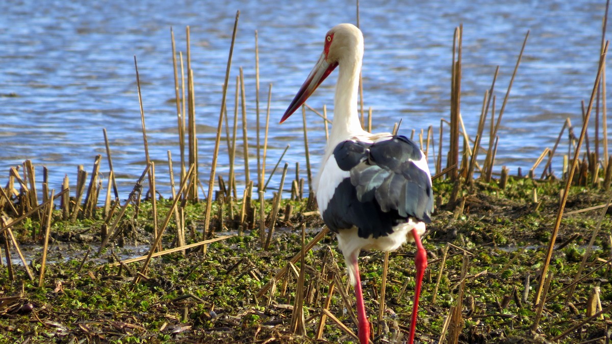 Cigogne maguari - ML44420601