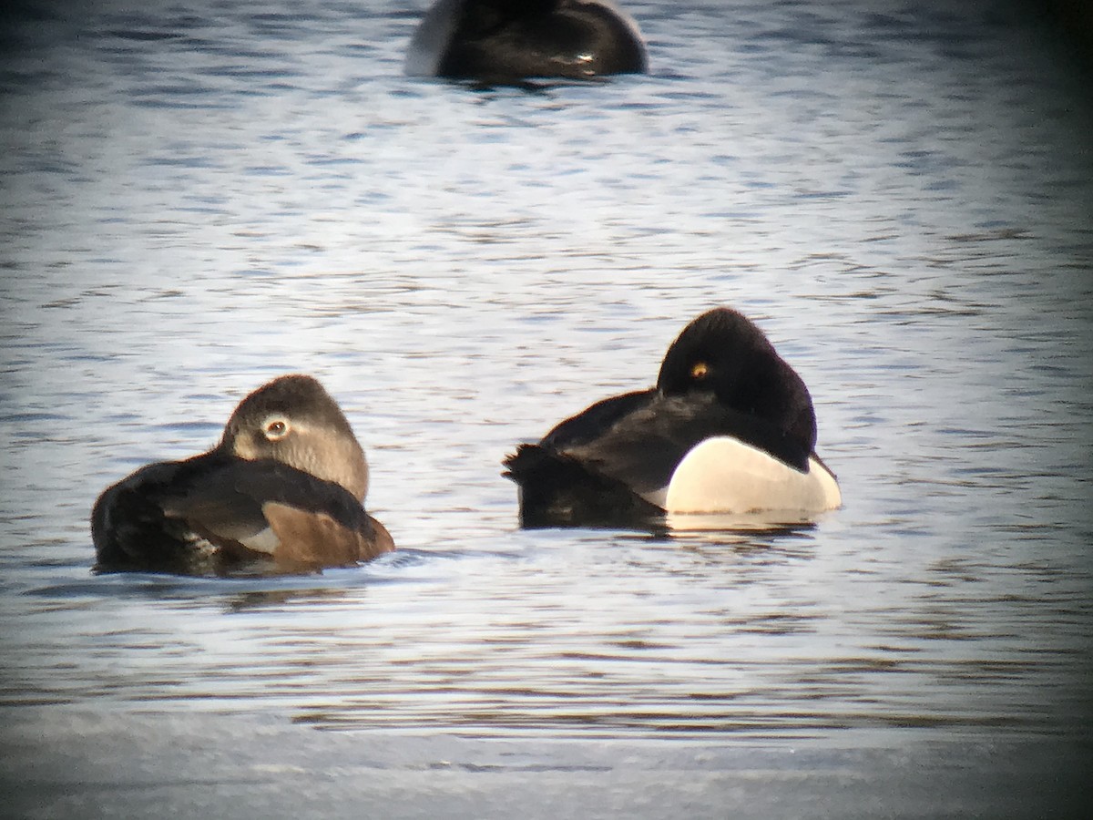 Ring-necked Duck - ML444206141