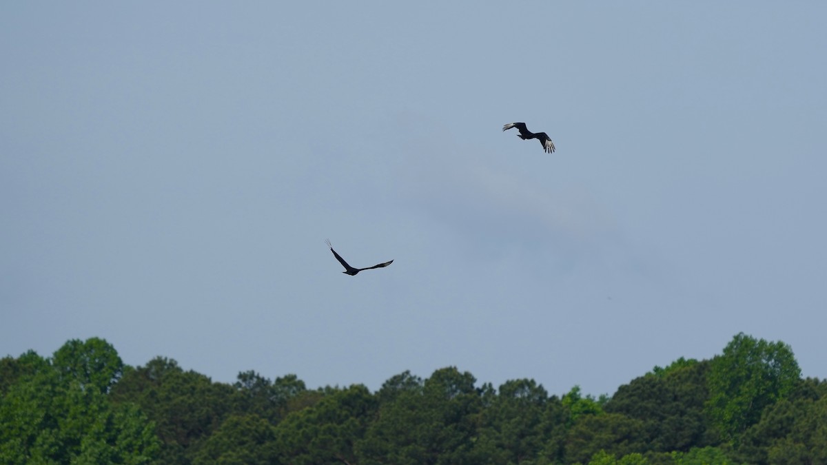 Black Vulture - ML444206411