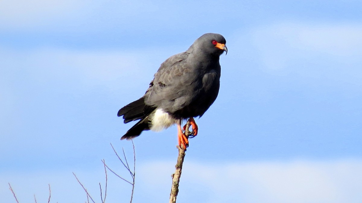 Snail Kite - ML44420651