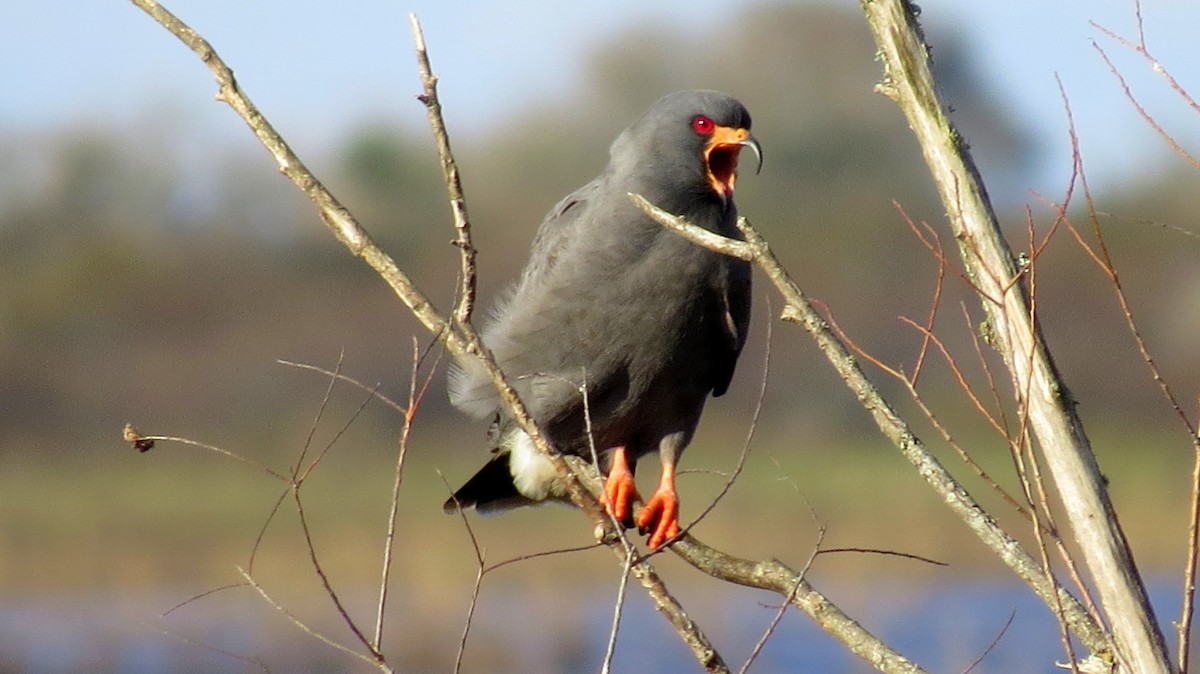 Snail Kite - ML44420661