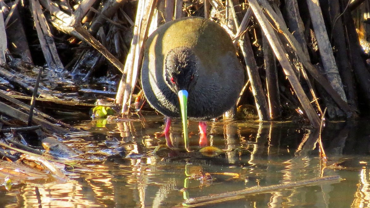 Plumbeous Rail - ML44420691