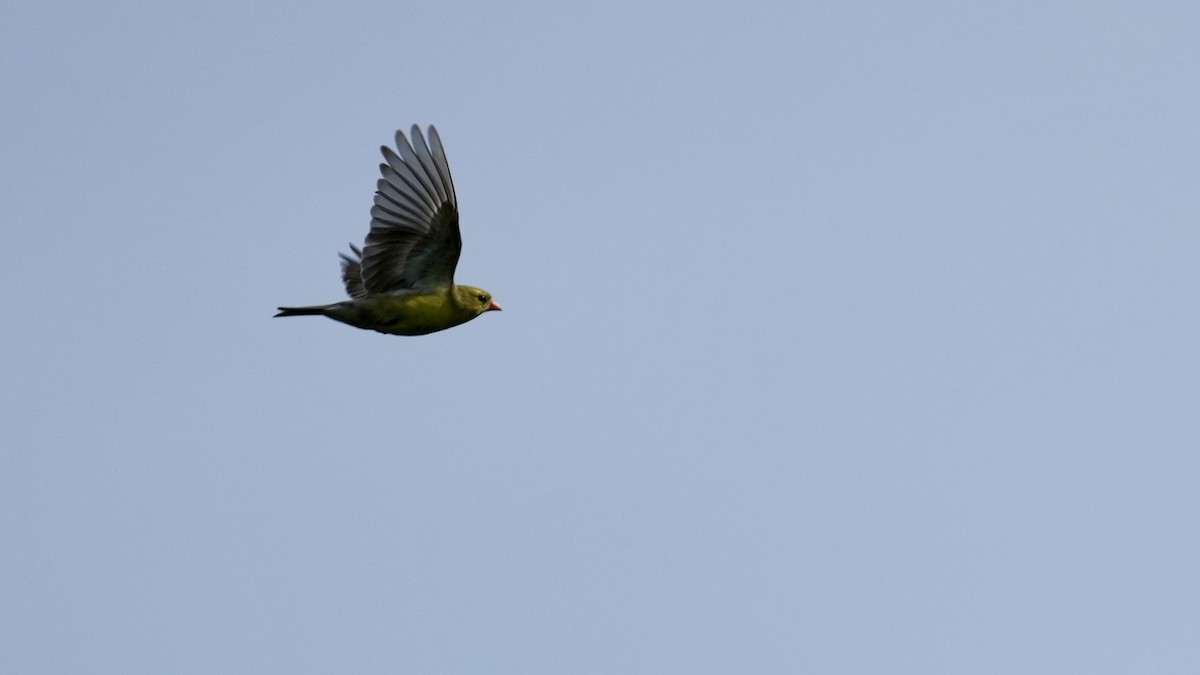 American Goldfinch - ML444207081