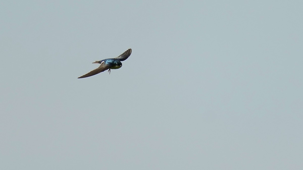 Tree Swallow - ML444207631