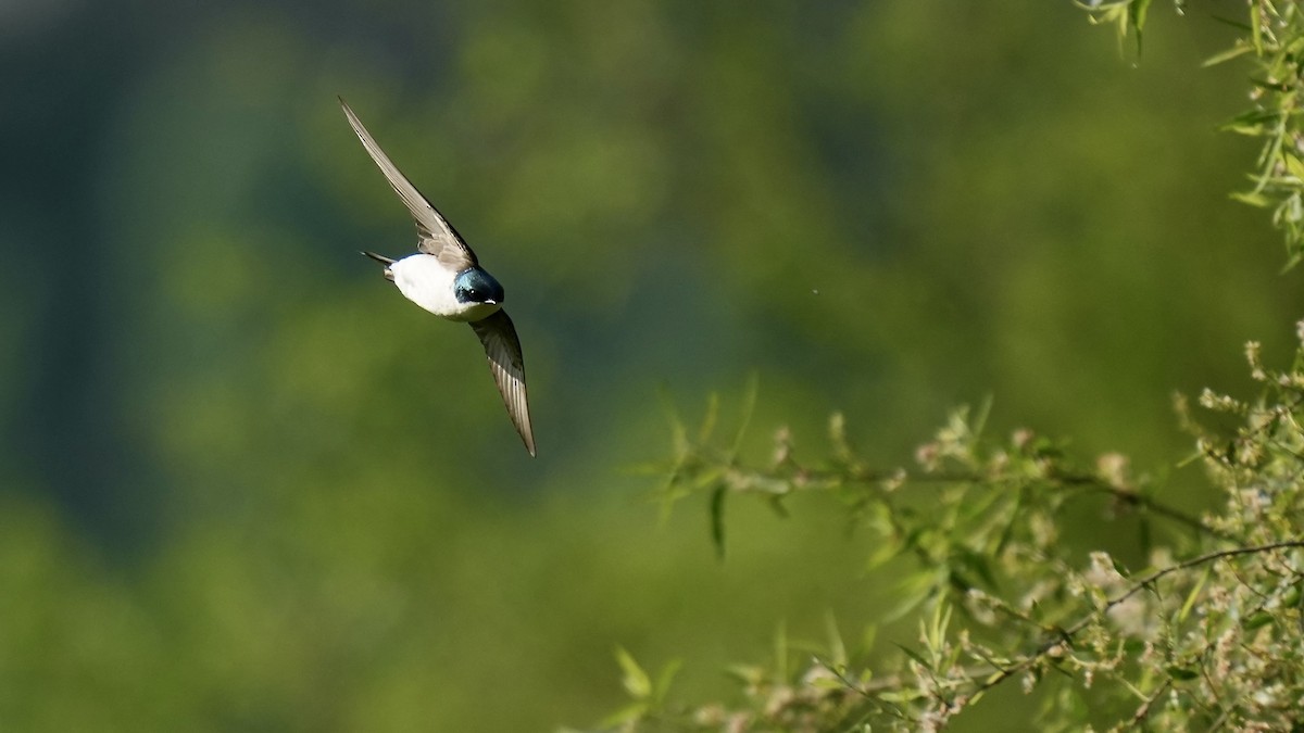 Tree Swallow - ML444207691