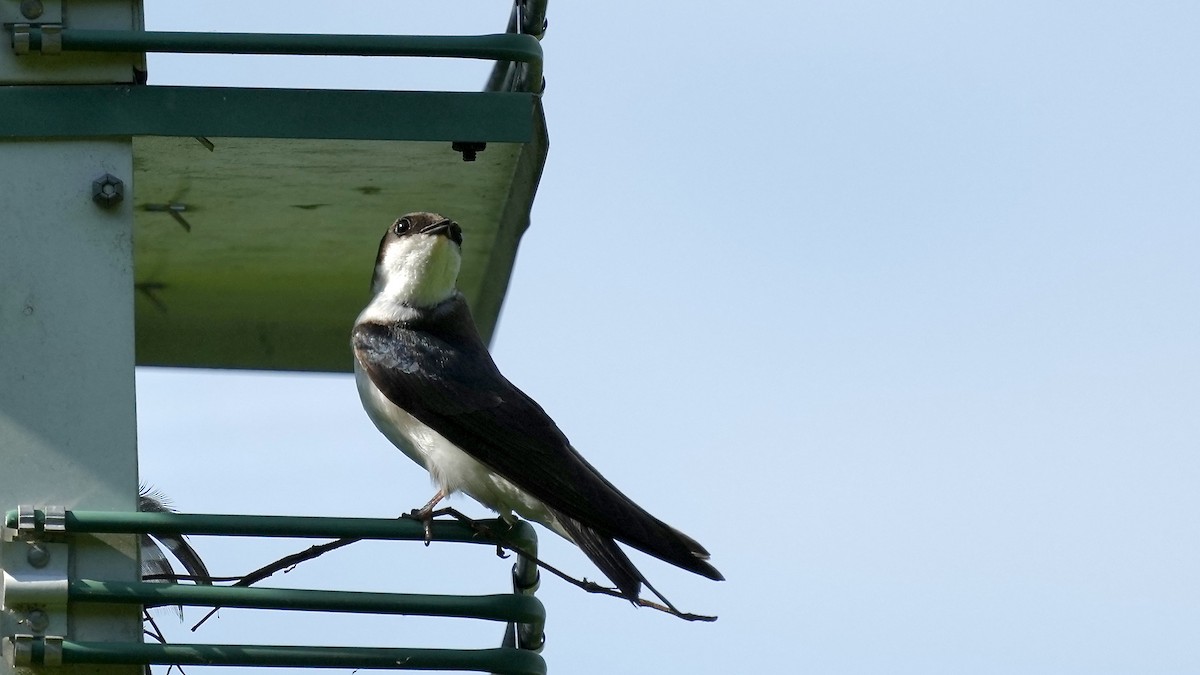 Tree Swallow - ML444208101