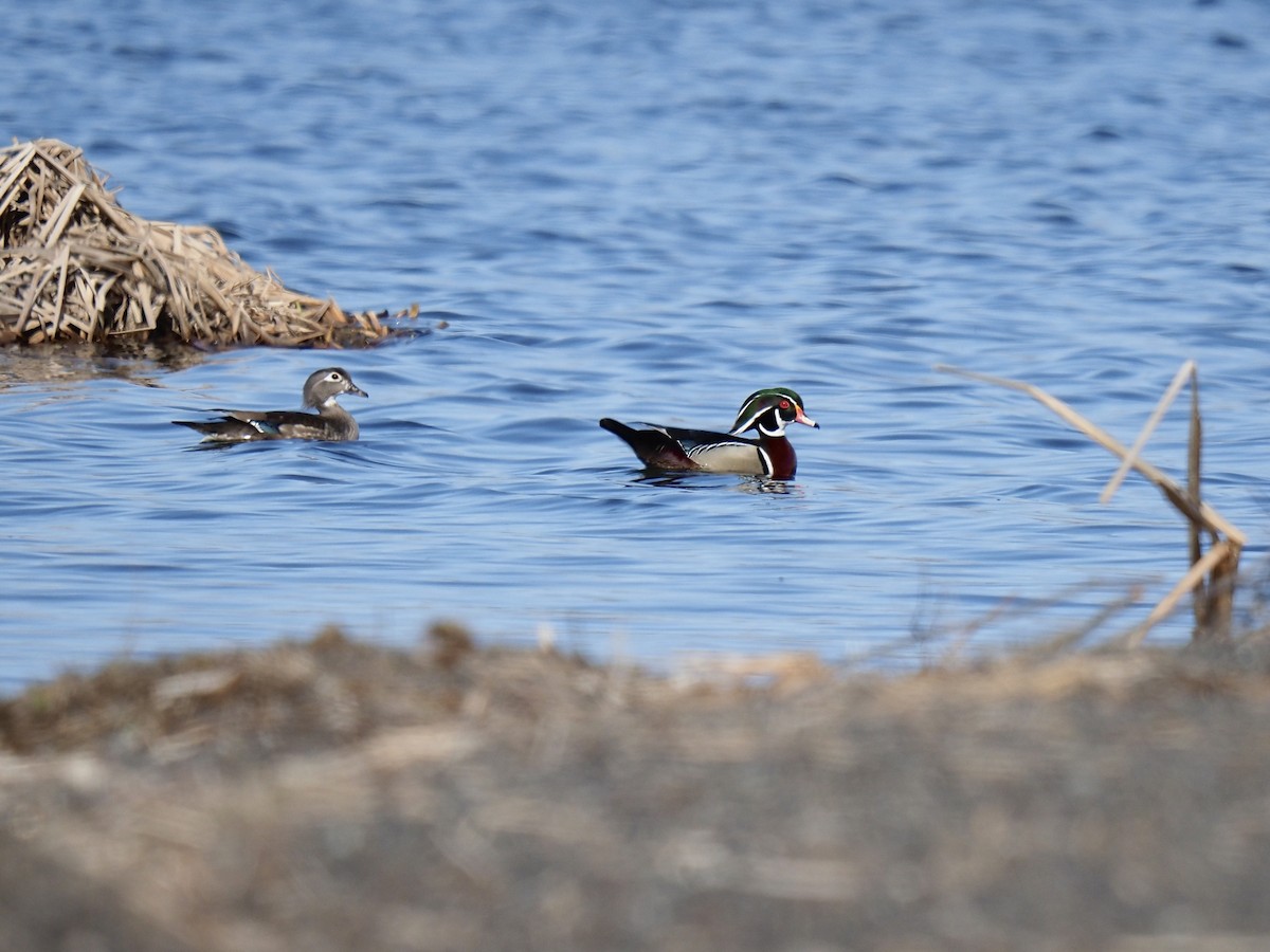 Wood Duck - ML444208861