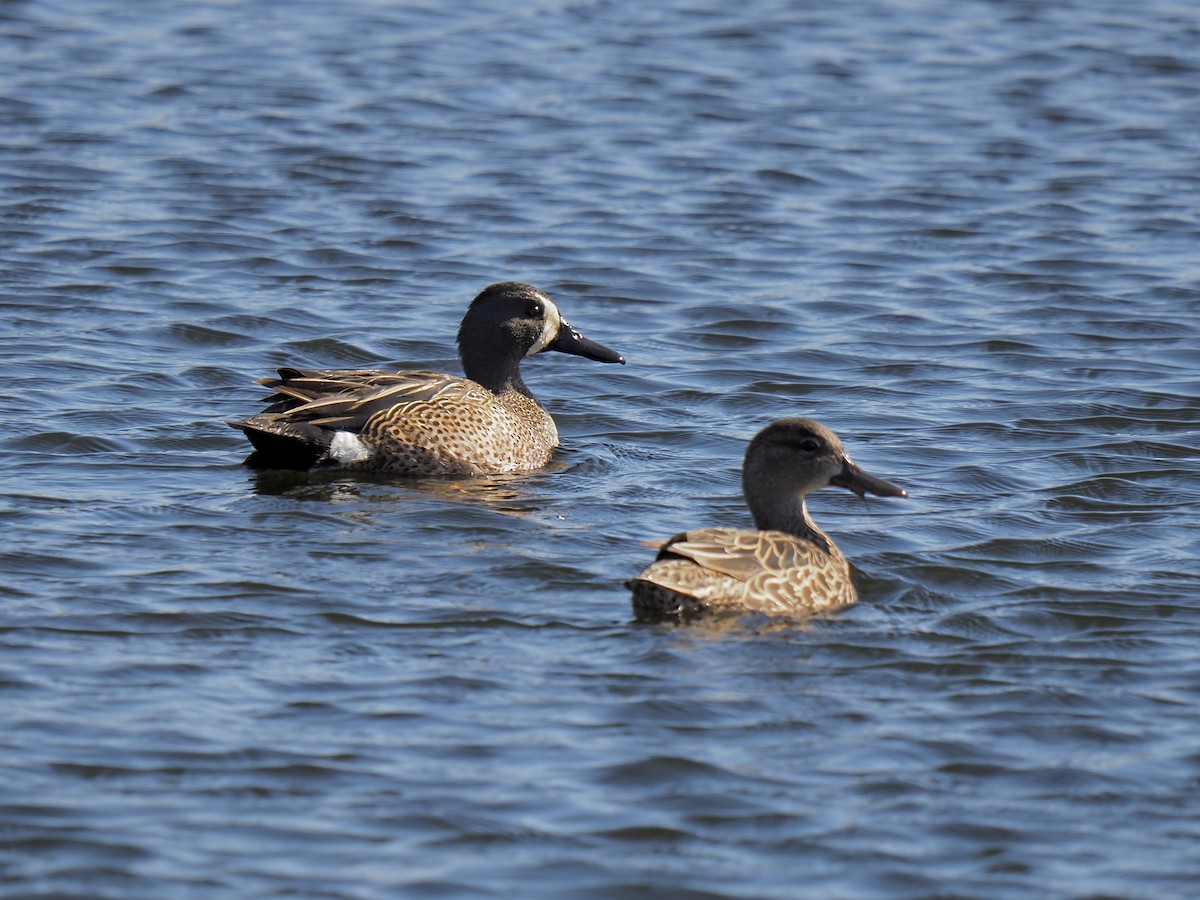 Blue-winged Teal - ML444208911