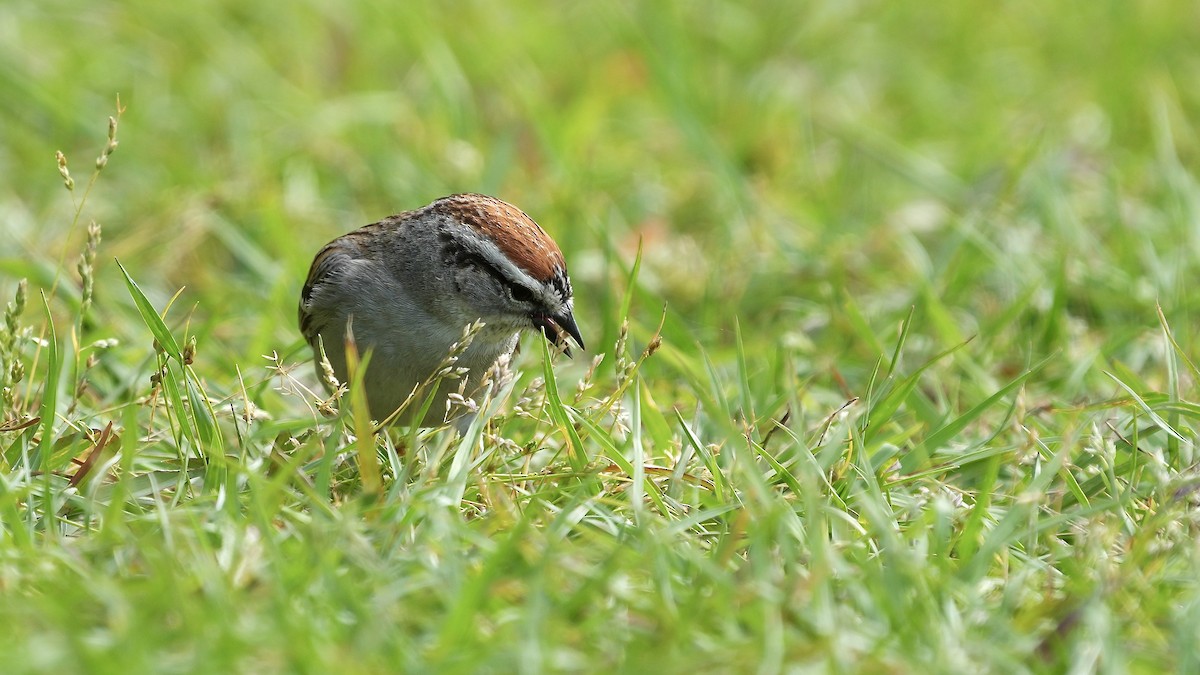 Chipping Sparrow - ML444208931