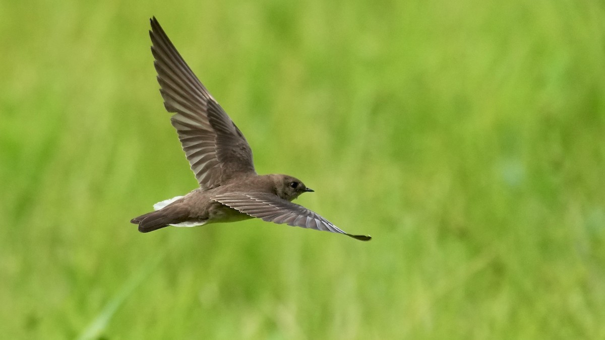 Northern Rough-winged Swallow - ML444209051