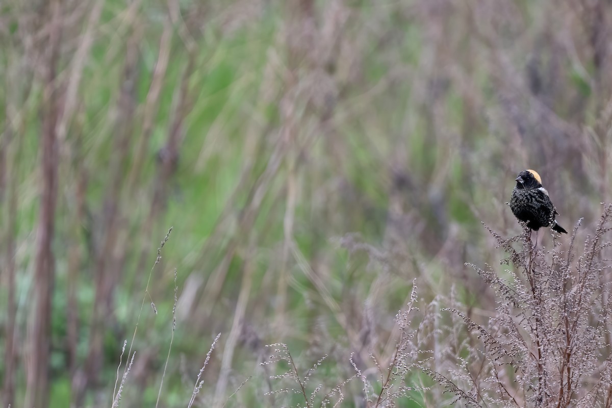 bobolink americký - ML444209131