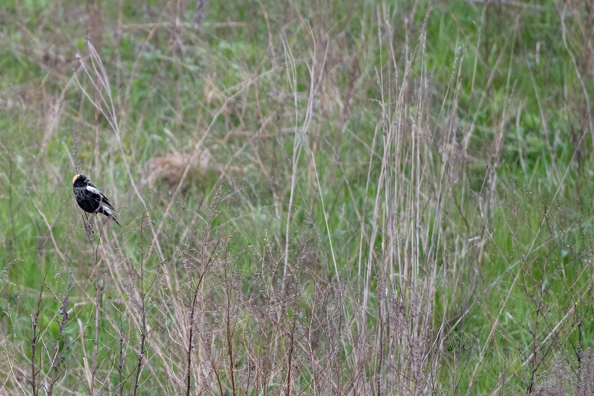 bobolink americký - ML444209151