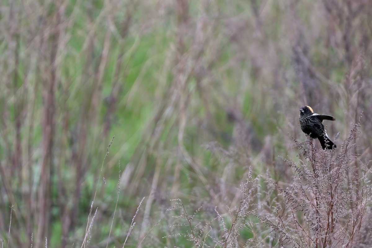 bobolink americký - ML444209321