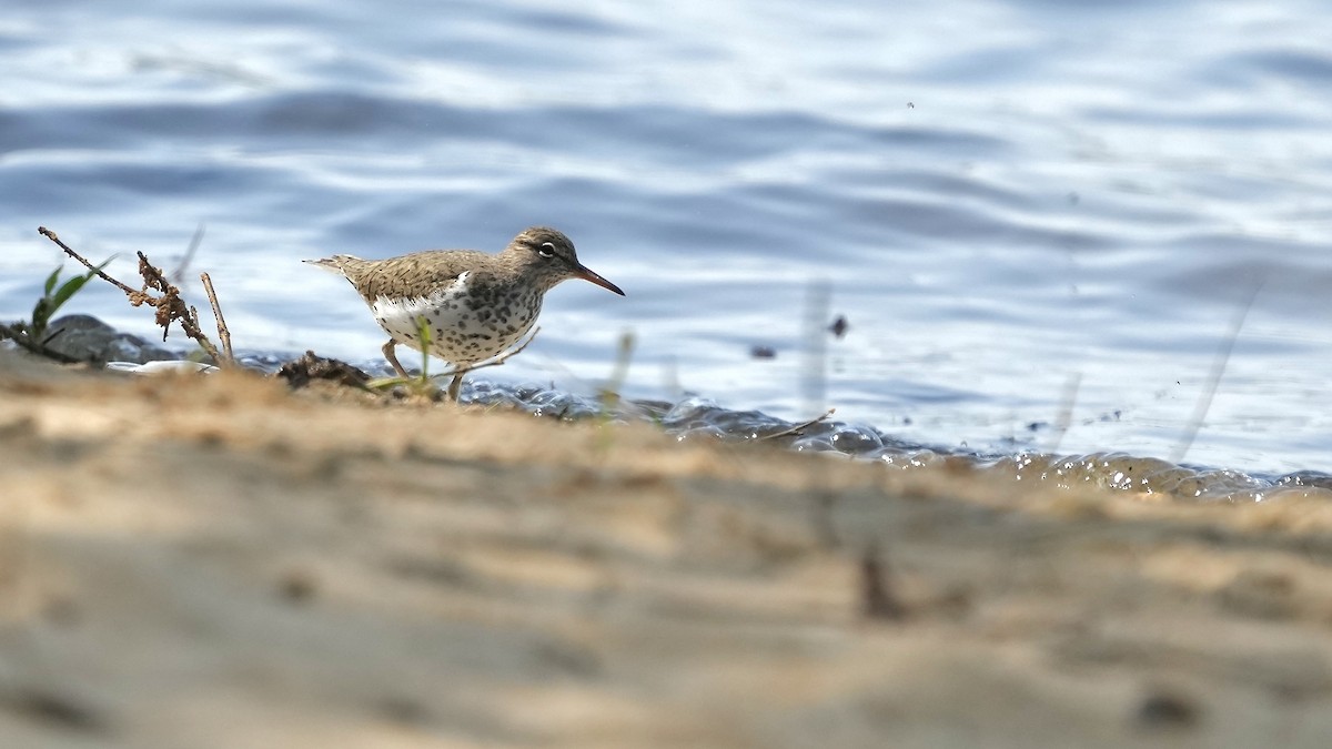 Spotted Sandpiper - ML444210701