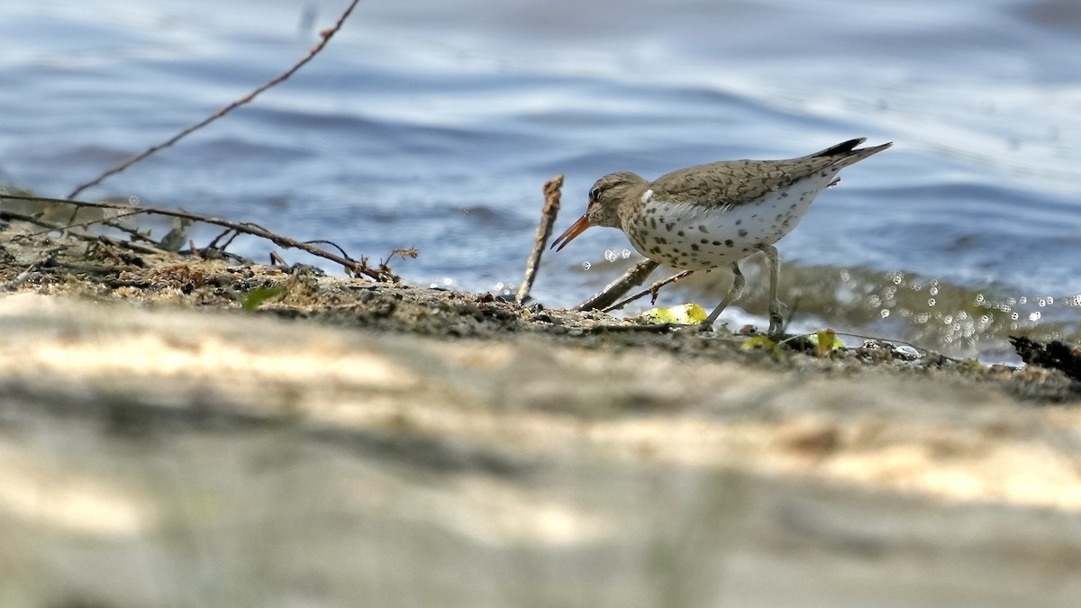 Spotted Sandpiper - ML444210801